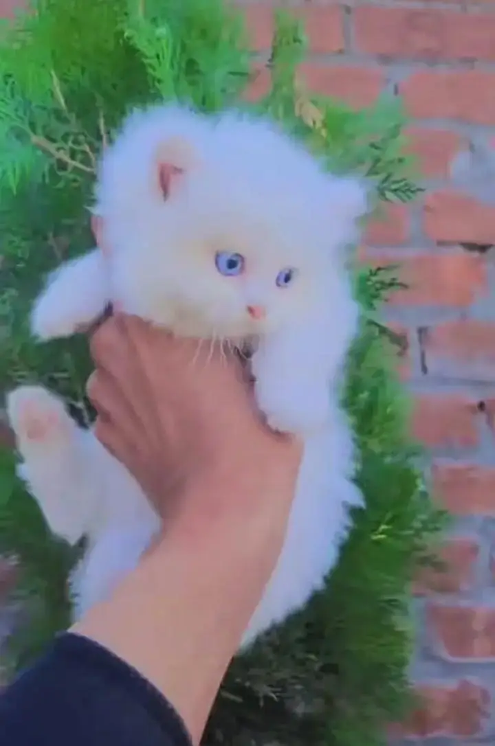 (Persian female kitten) (for sale all) (Pakistan delivery available) — photo 5
