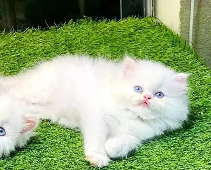 (Persian female kitten) (for sale all) (Pakistan delivery available) — photo 6