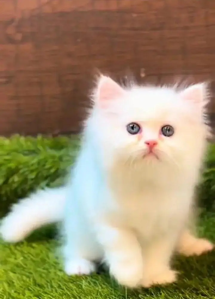 (Persian female kitten) (for sale all) (Pakistan delivery available) — photo 7