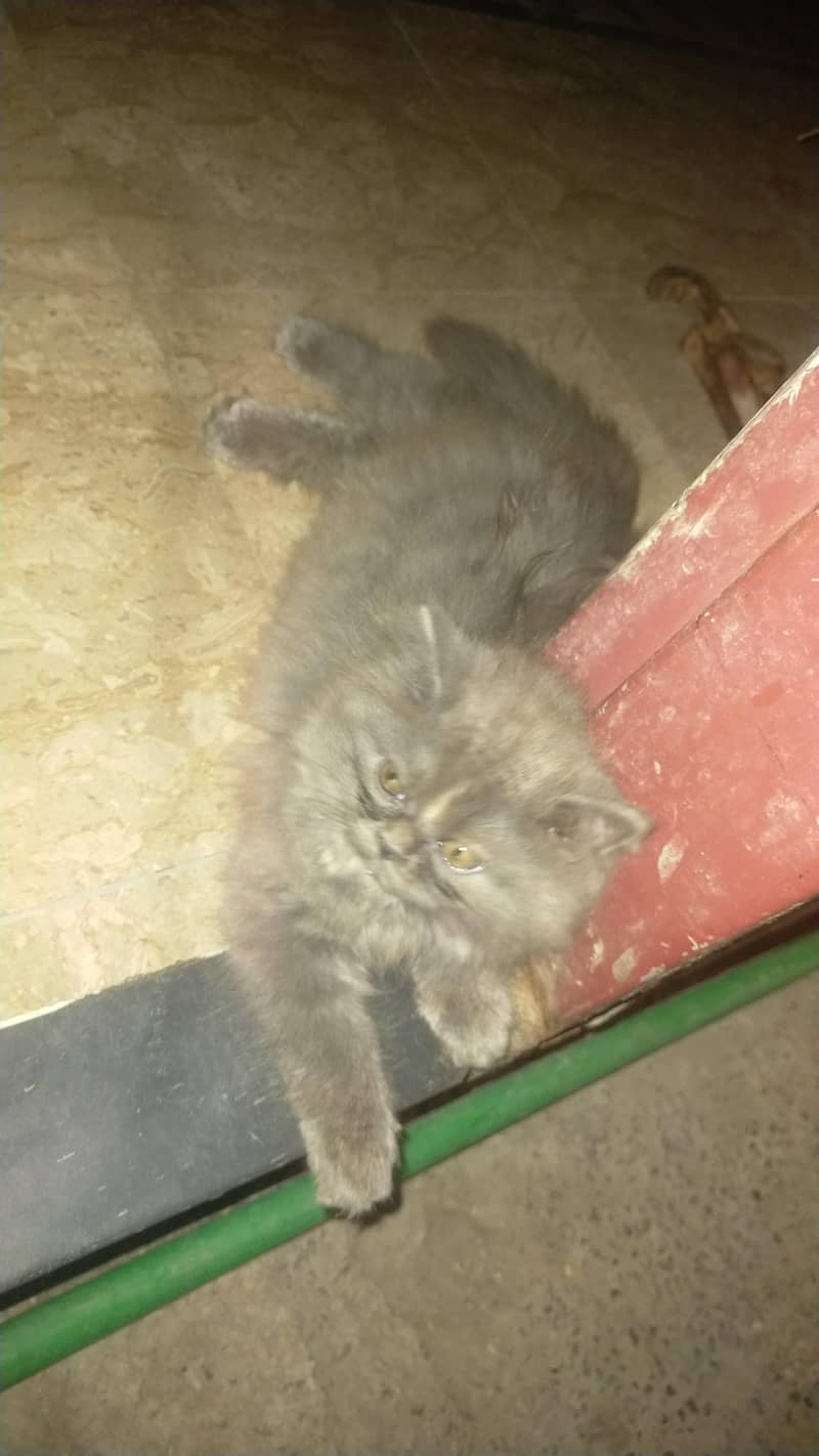 good cats 3