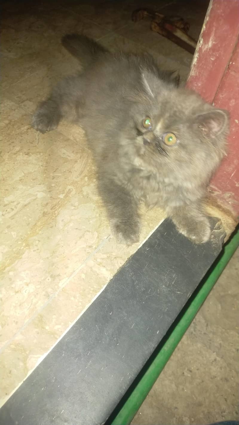 good cats 4