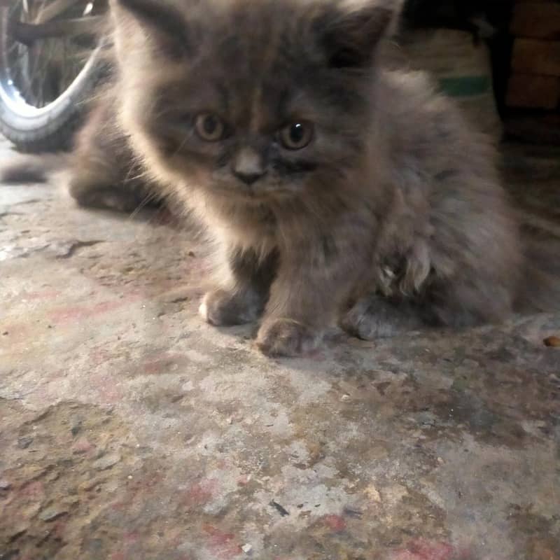 good cats 5