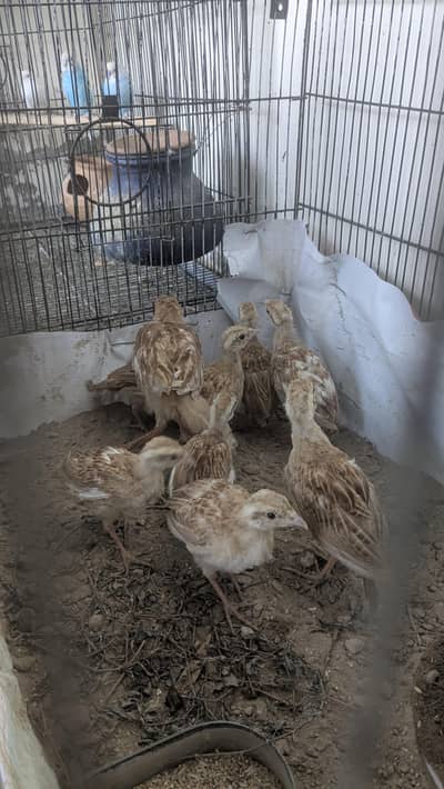 Irani teetar chicks for sale