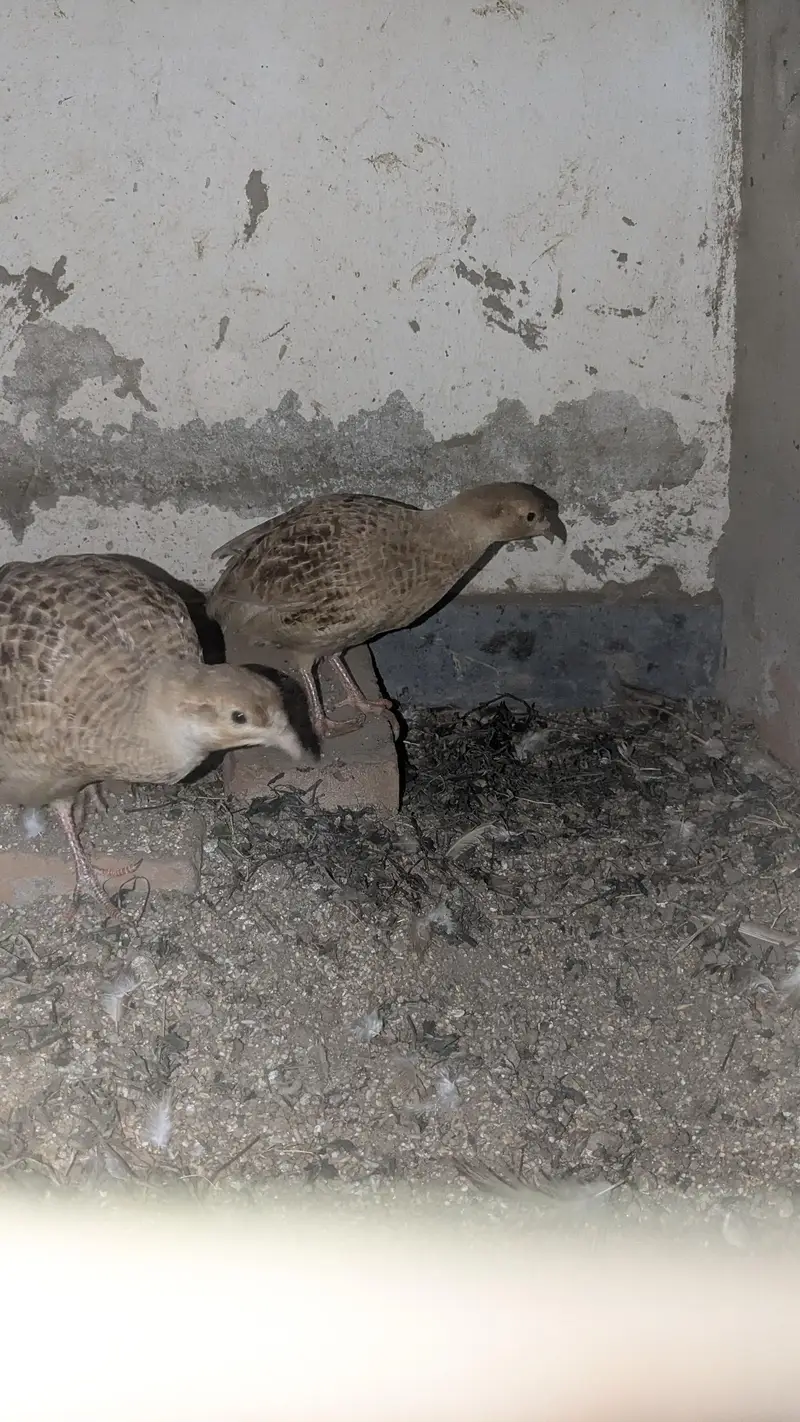 Irani teetar chicks for sale — photo 2