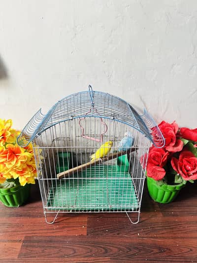 Australian parakeet