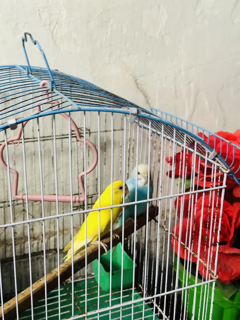 Australian parakeet — photo 2