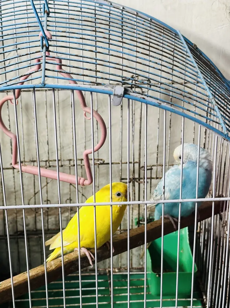 Australian parakeet — photo 3