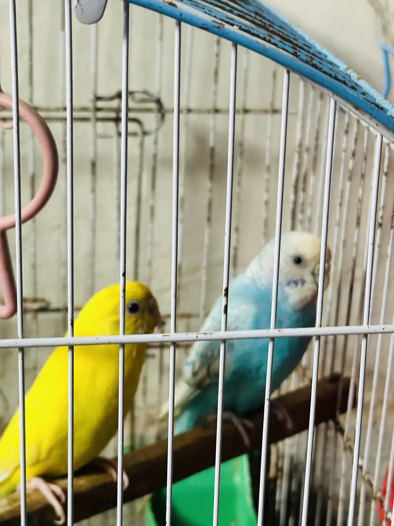 Australian parakeet — photo 4