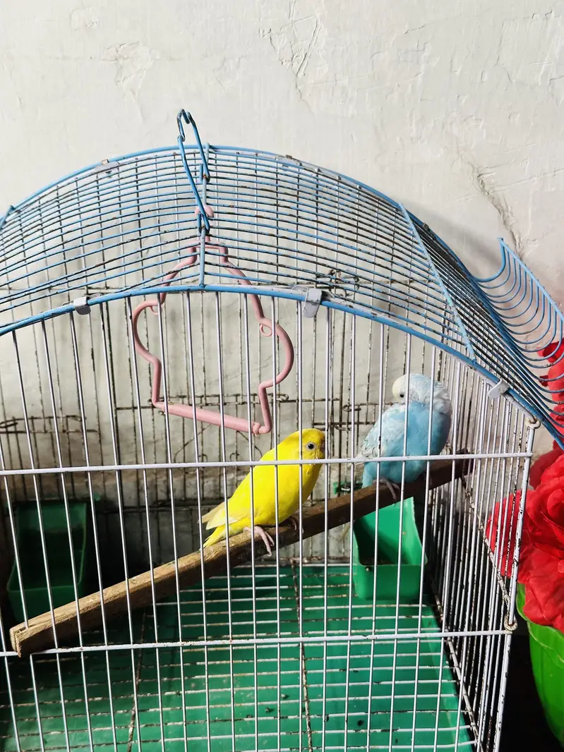 Australian parakeet — photo 5