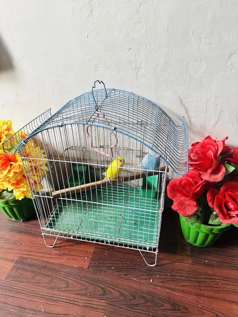 Australian parakeet — photo 6