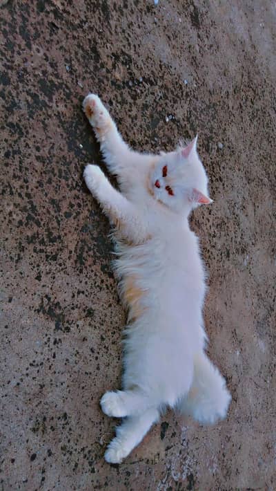 beautiful persion cat for sale phone number 03147670258