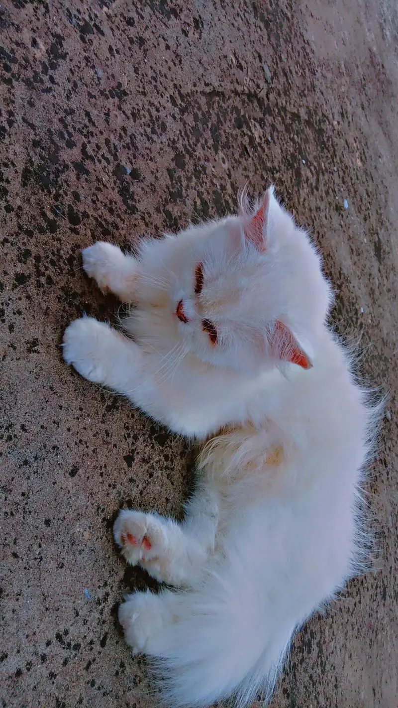 beautiful persion cat for sale phone number 03147670258 — photo 2