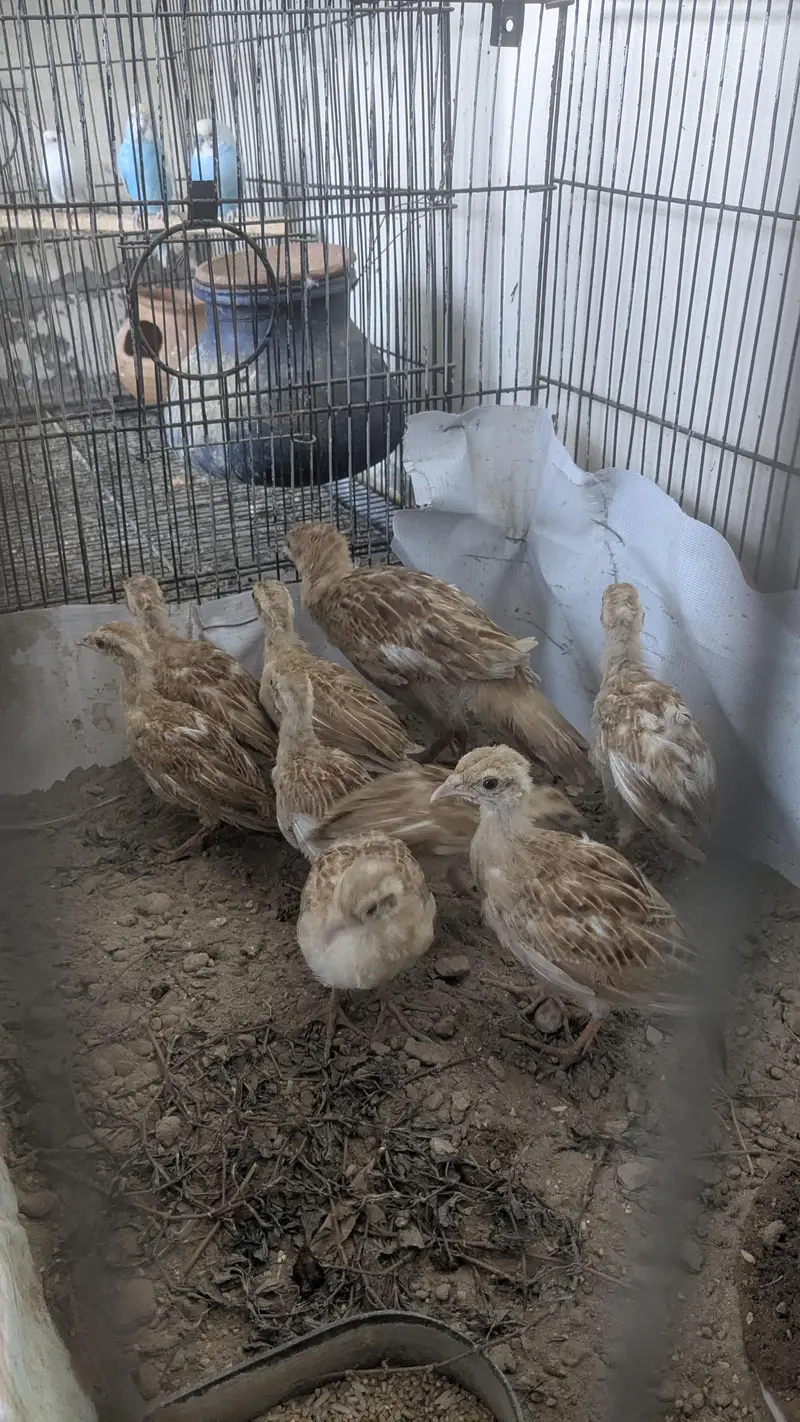 Irani teetar chicks for sale — photo 3
