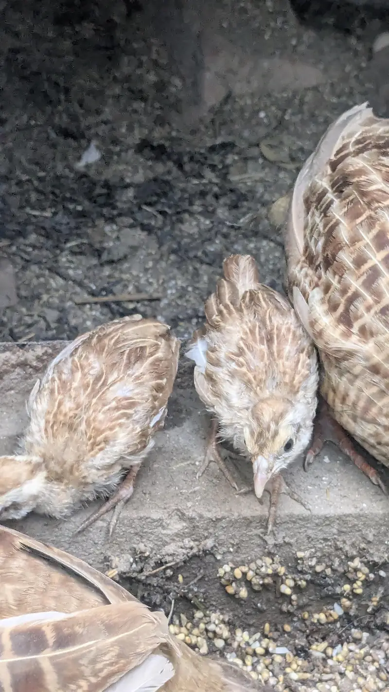 Irani teetar chicks for sale — photo 4