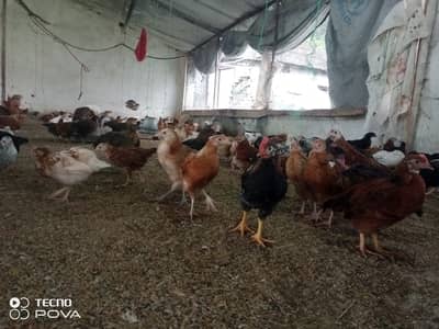 Golden Misri Chicks 50 Days | Healthy & Vaccinated | Bulk Available