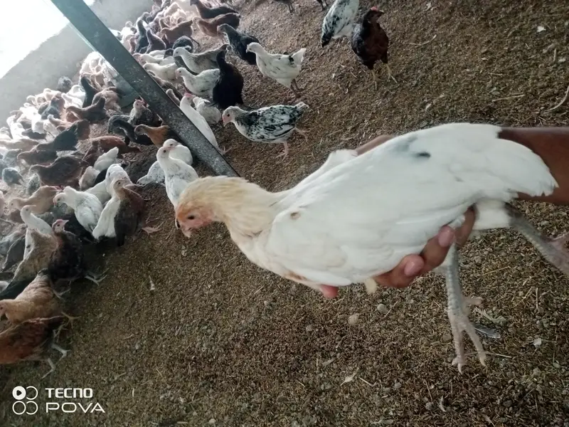 Golden Misri Chicks 50 Days | Healthy & Vaccinated | Bulk Available — photo 2