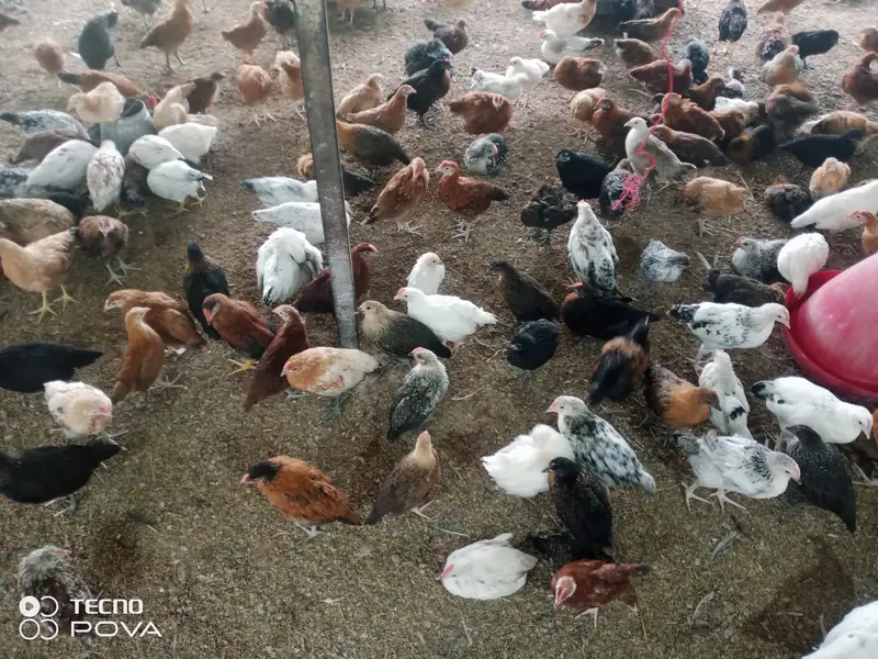 Golden Misri Chicks 50 Days | Healthy & Vaccinated | Bulk Available — photo 3