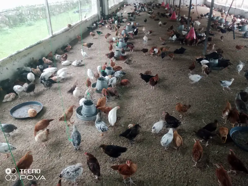 Golden Misri Chicks 50 Days | Healthy & Vaccinated | Bulk Available — photo 4