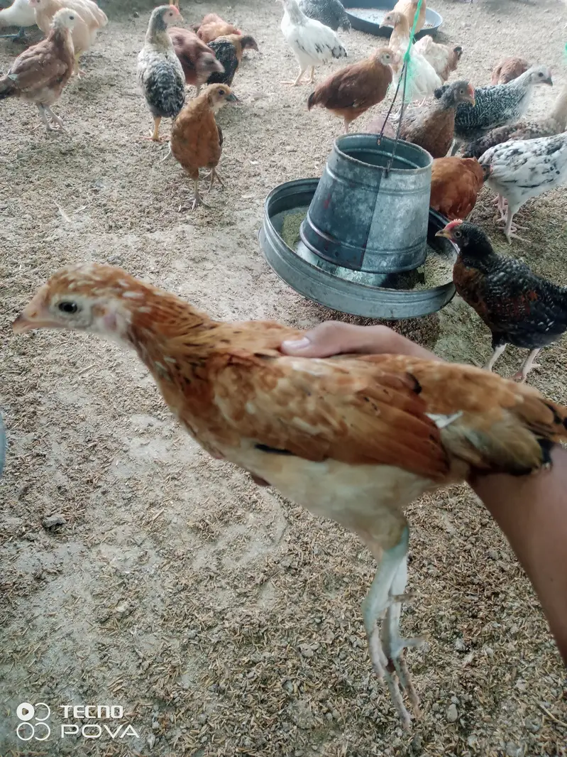 Golden Misri Chicks 50 Days | Healthy & Vaccinated | Bulk Available — photo 5