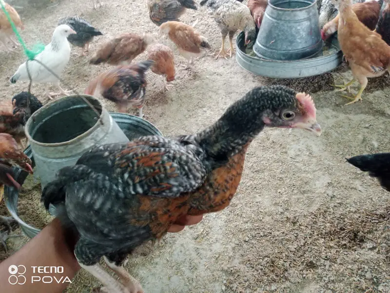 Golden Misri Chicks 50 Days | Healthy & Vaccinated | Bulk Available — photo 6