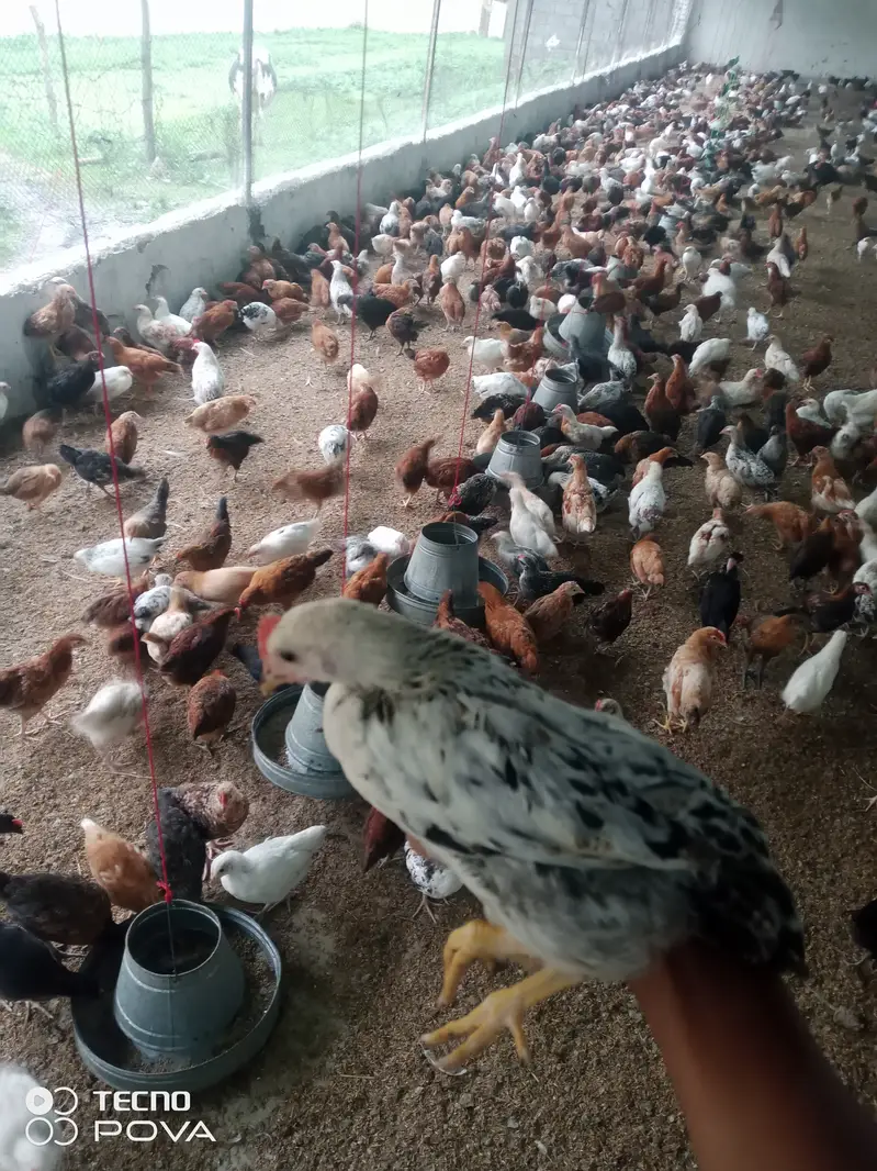 Golden Misri Chicks 50 Days | Healthy & Vaccinated | Bulk Available — photo 8
