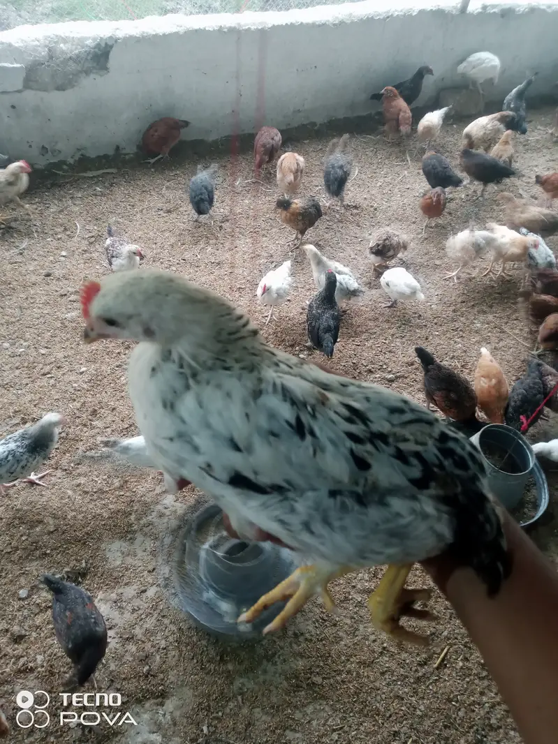 Golden Misri Chicks 50 Days | Healthy & Vaccinated | Bulk Available — photo 9