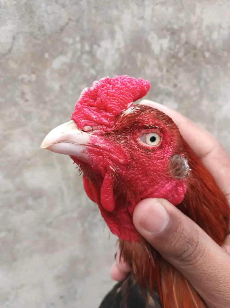 aseel Mianwali / amroha aseel / lakha aseel / aseel chicks / murghi — photo 4