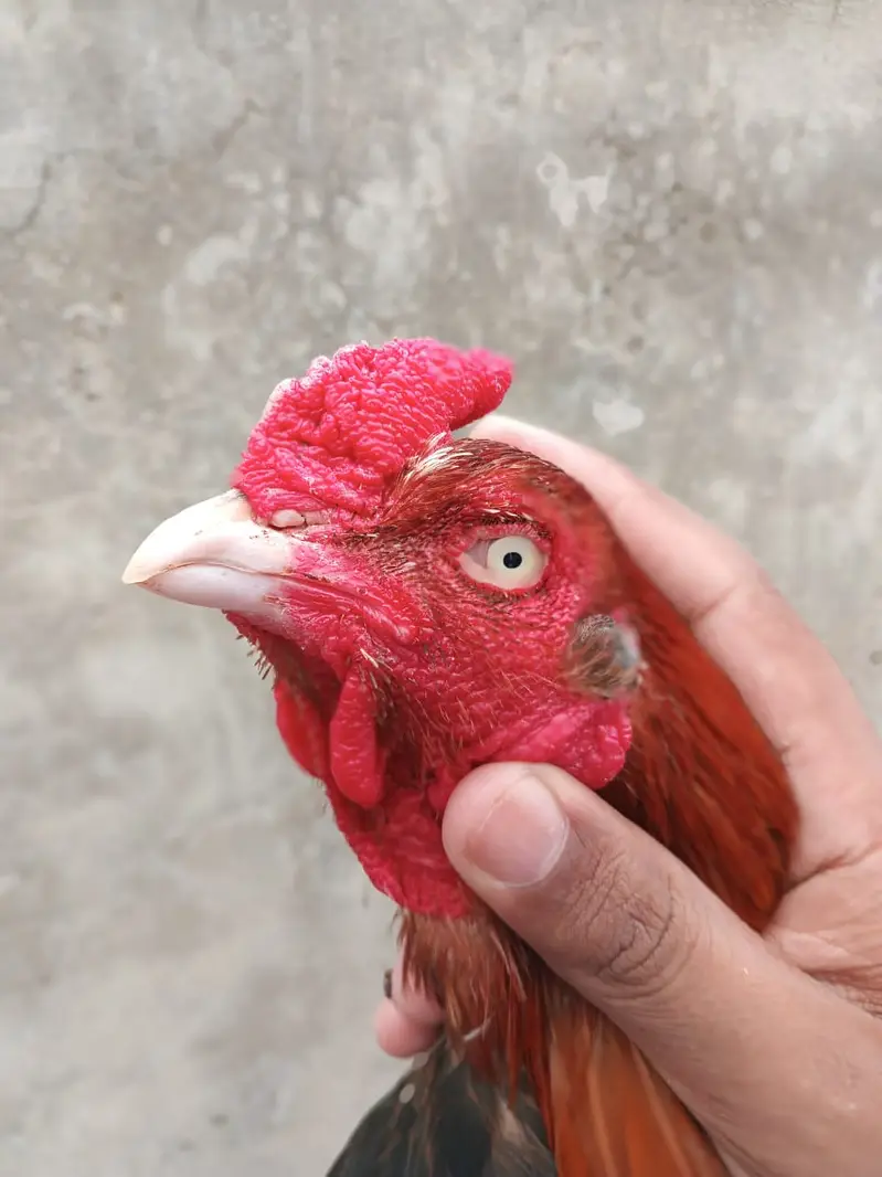 aseel Mianwali / amroha aseel / lakha aseel / aseel chicks / murghi — photo 8