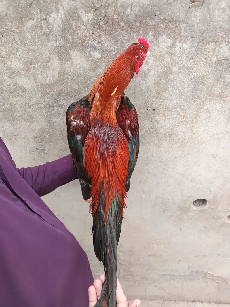 aseel Mianwali / amroha aseel / lakha aseel / aseel chicks / murghi — photo 9