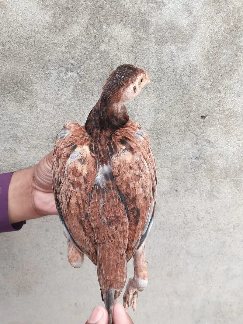 aseel Mianwali / amroha aseel / lakha aseel / aseel chicks / murghi — photo 11