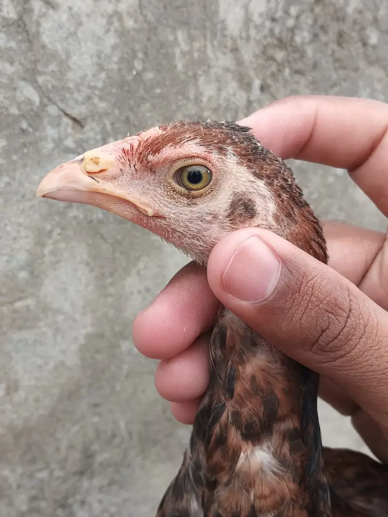 aseel Mianwali / amroha aseel / lakha aseel / aseel chicks / murghi — photo 12