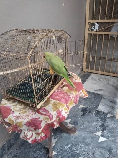Parrot For Sale. . .