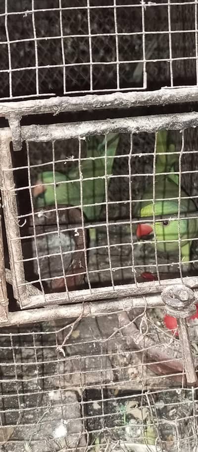 green parrot pair