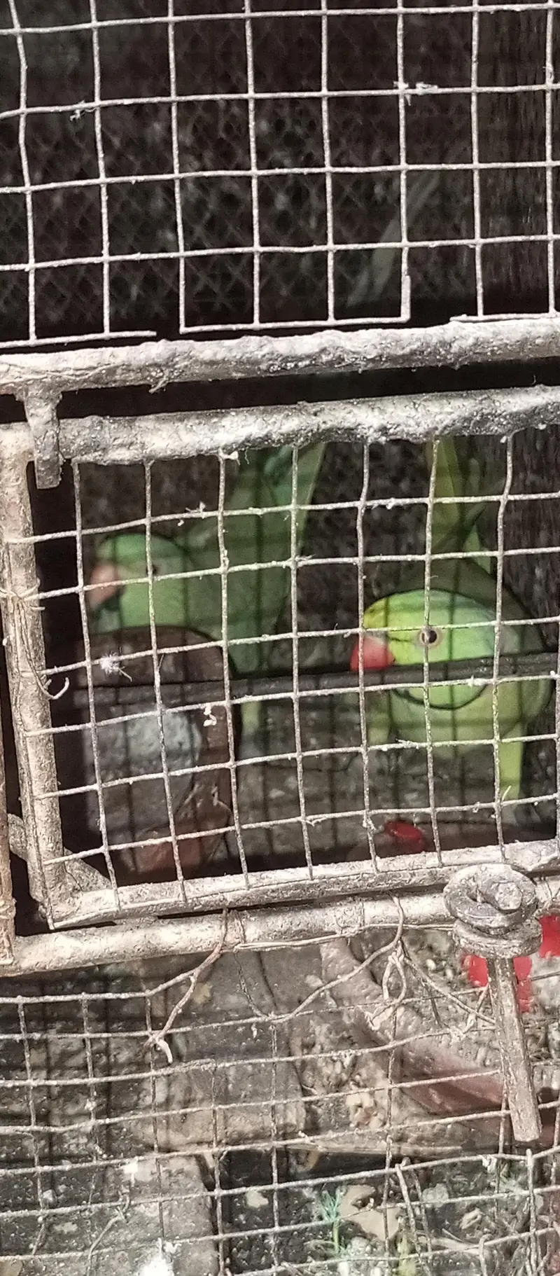 green parrot pair — photo 2