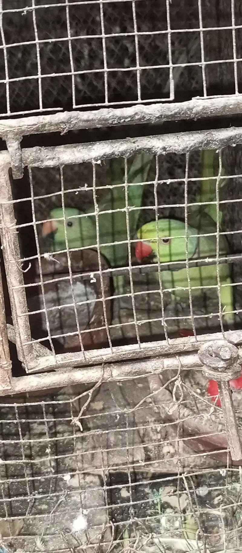 green parrot pair — photo 3
