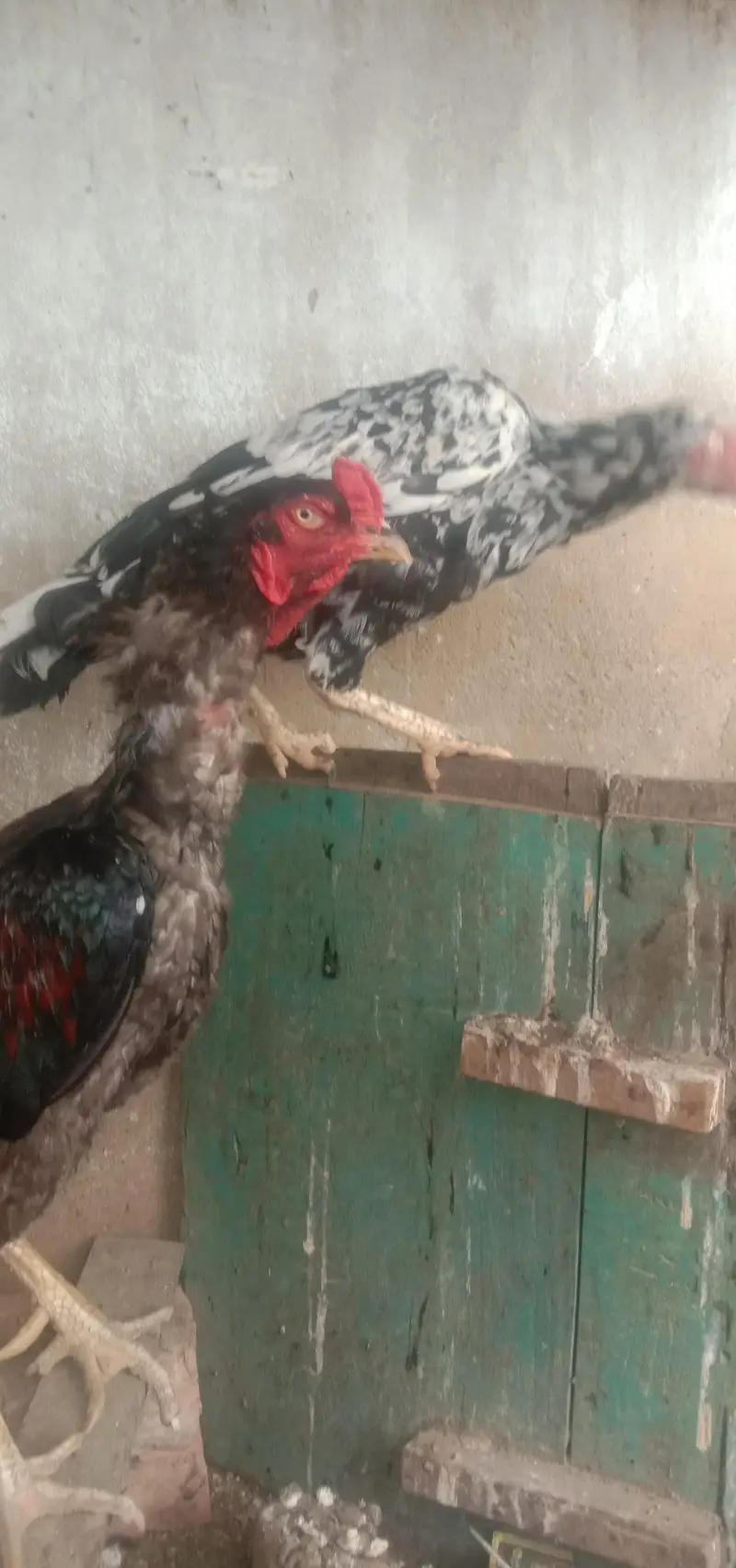 Aseel Mianwali — photo 2