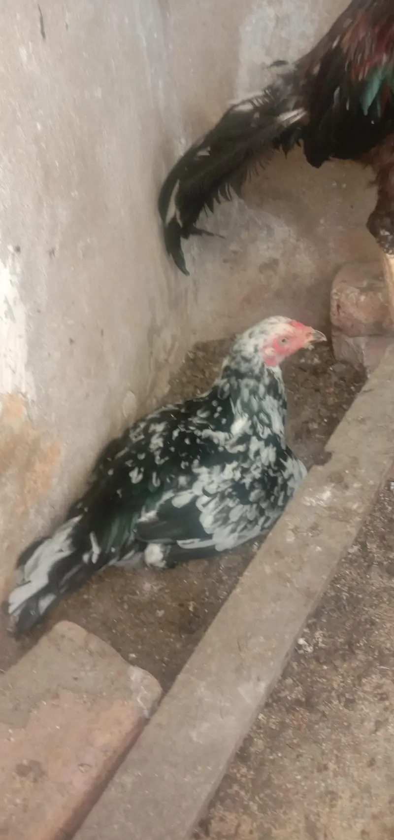 Aseel Mianwali — photo 3