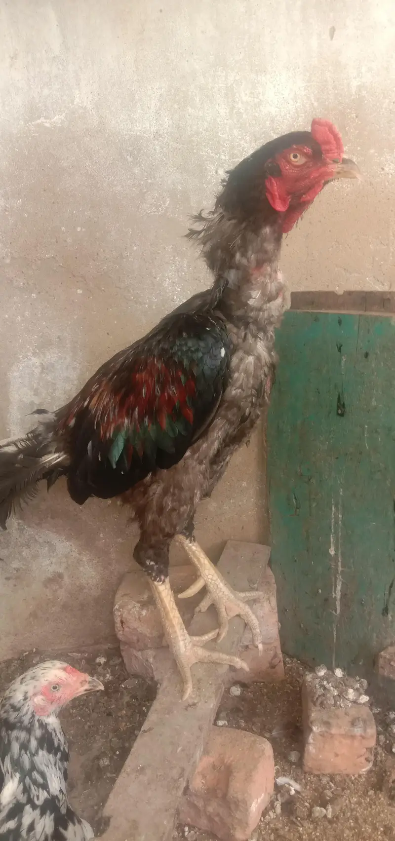 Aseel Mianwali — photo 4