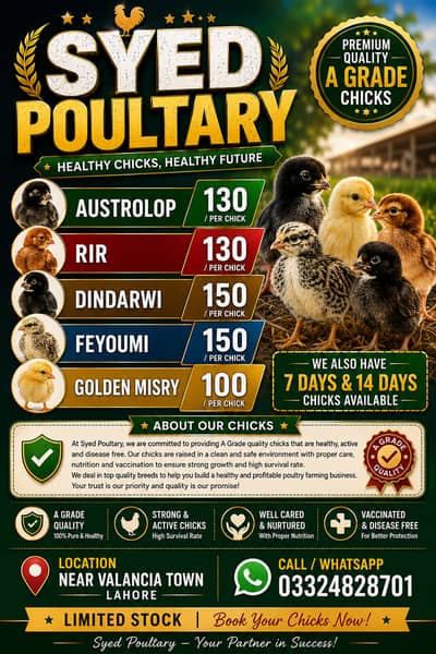 golden misry/austrolop/rir/feyoumi/dindarwi day old chick