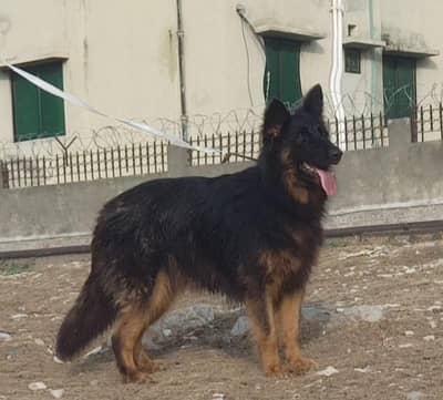 German Shepherd female long coat for sale