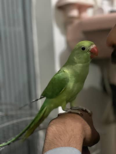 Ringneck | green parrot | handtame parrot | parrot pair for sale