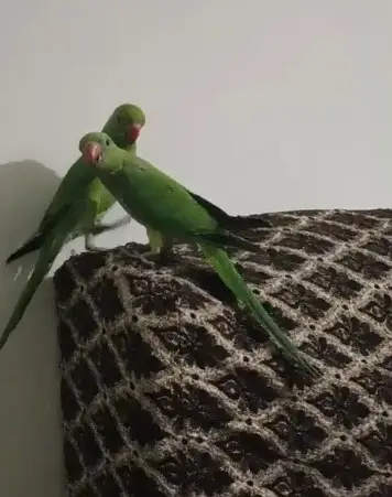 Ringneck | green parrot | handtame parrot | parrot pair for sale — photo 2