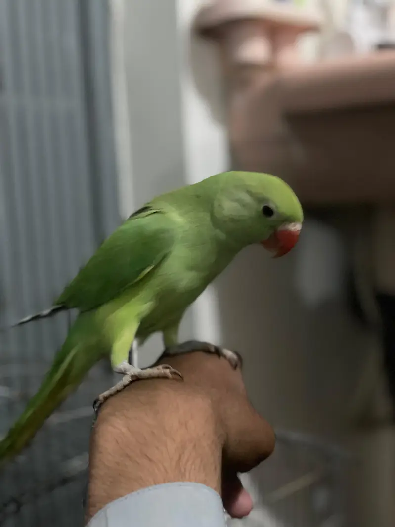 Ringneck | green parrot | handtame parrot | parrot pair for sale — photo 3