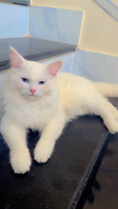 Snow White Persian Cats Male Female Both Triple coat