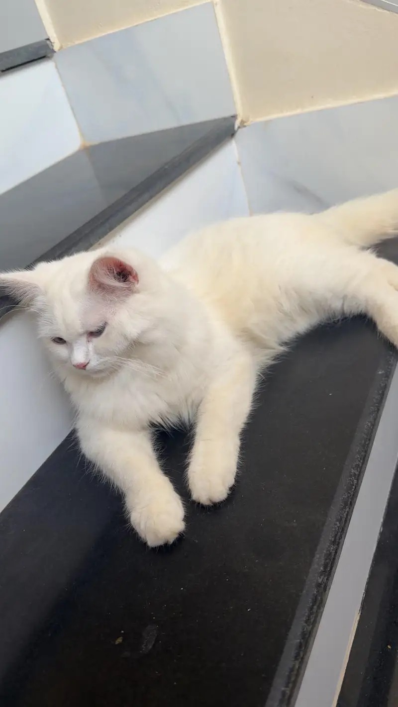 Snow White Persian Cats Male Female Both Triple coat — photo 3