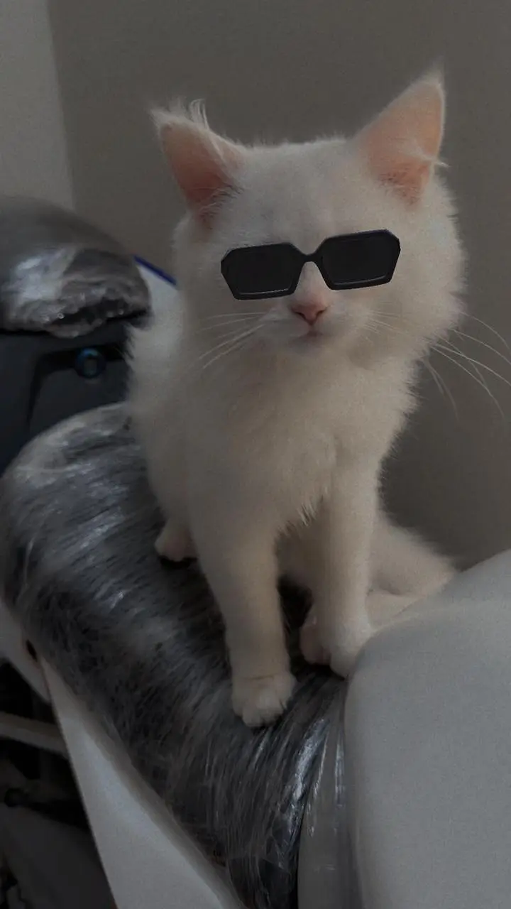 Snow White Persian Cats Male Female Both Triple coat — photo 4