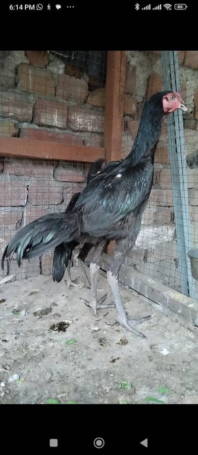 Thai Heera pkoay