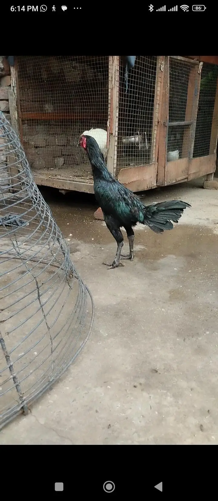 Thai Heera pkoay — photo 3