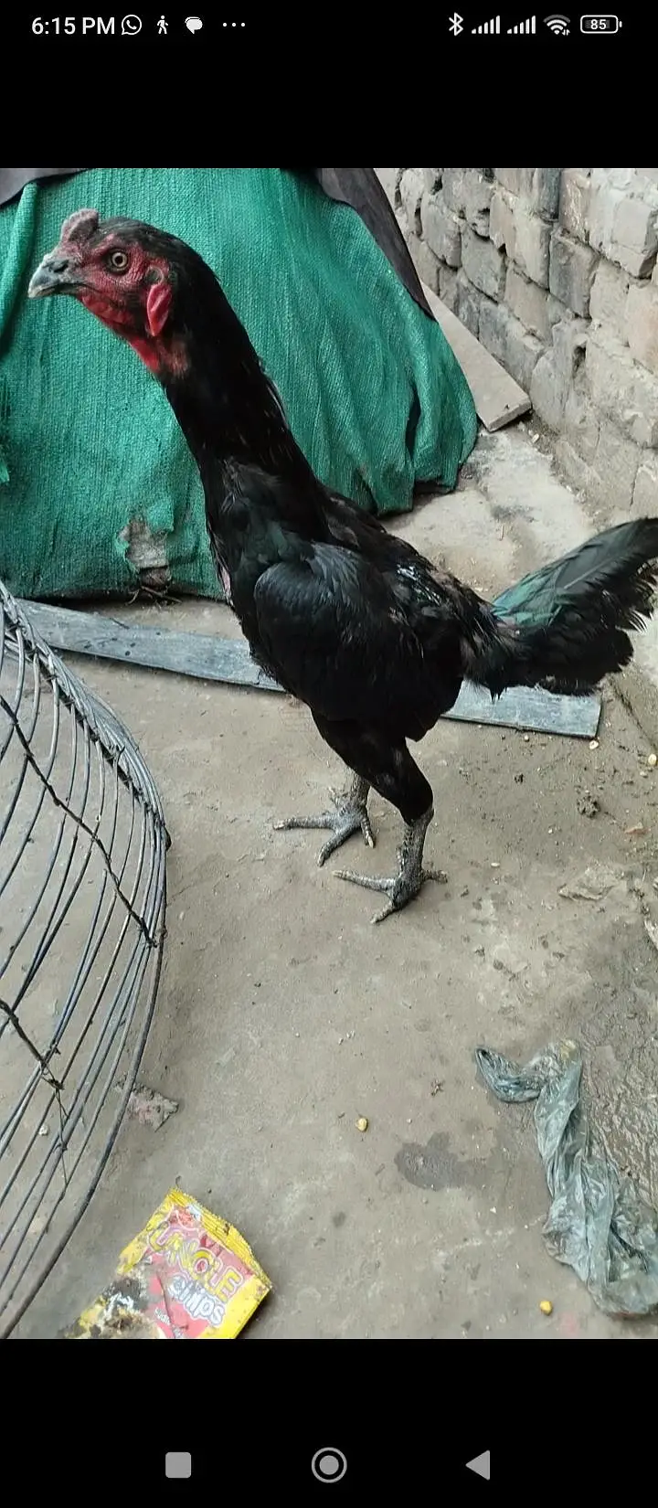 Thai Heera pkoay — photo 4