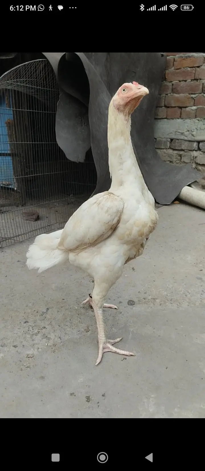 Thai Heera pkoay — photo 6